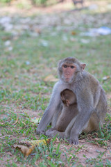 Mother monkey and baby monkey rest