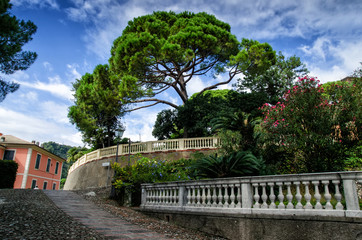 View of Zoagli with pine tree. Zoagli is small town in the province of Liguria, Italy