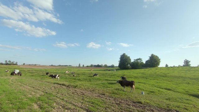 A tracking shot of cattle grazing in a green paddock on a slightly cloudy day.