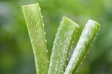 aloe vera plant on nature green background - close up of fresh aloe vera leaf with gel natural herbs and herbal medicines