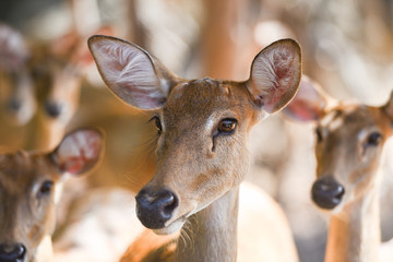 Eld's deer Panolia eldii Brow-antlered deer in the farm national park