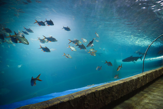 Fish tunnel at the aquarium underwater - Different types of fish swimming aquarium tank