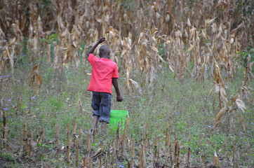 Young African boy carrying a plastic, green bucket to the river to collect drinking water in Tanzania.