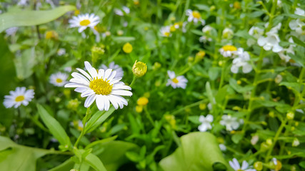 White nature flowers