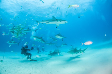 Obraz premium Caribbean reef shark at the Bahamas