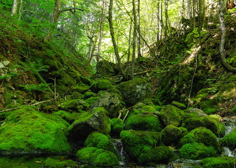 Fototapeta na wymiar Forest creek with green mossy rocks