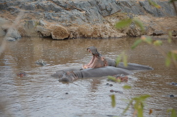 Small group of African hippopotamus in the water in their natural habitat.