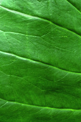 leaf