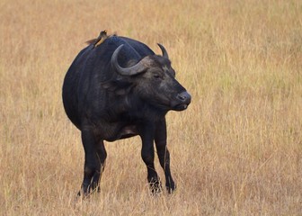 African water buffalo standing in the grass during the dry season in Tanzania.