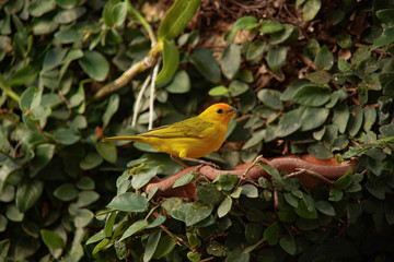 yellow bird on a branch
