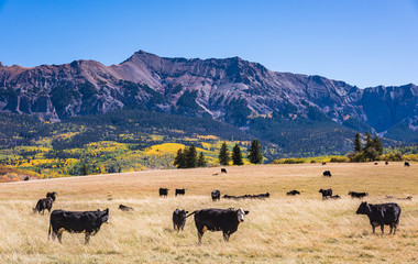 Beautiful Autumn Color in the San Juan Mountains of Colorado. Cattle Grazing in a Field With a...