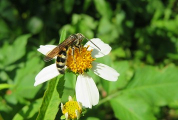 Tropical wasp on white wildflower in Florida nature, closeup