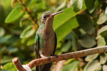 hummingbird on a branch