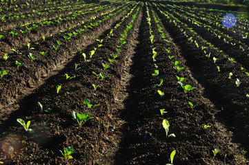 rows of young plants