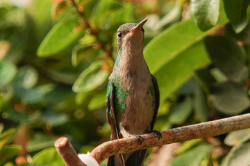 hummingbird on a branch