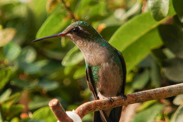 hummingbird on a branch