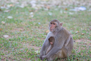 Naklejka premium Mother monkey and baby monkey rest