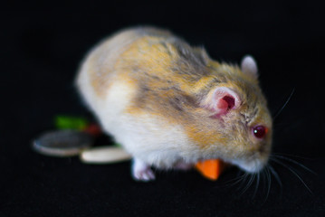 Hamster Cute Exotic Red-eyed eating carrot Isolated on Black Background , Cute funny Syrian hamster , Pet health care