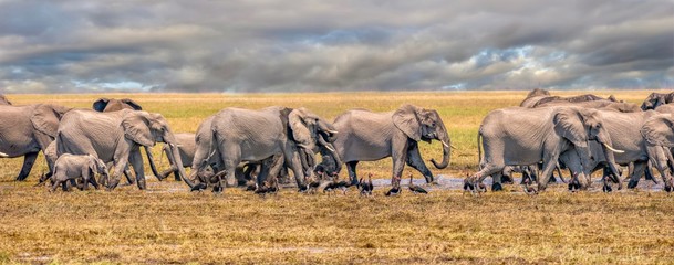 A panoramic view of a herd of elephants walking quickly through a pool of water in a wide open...
