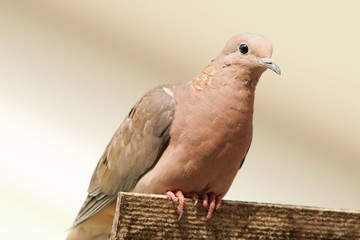 pigeon isolated on white background