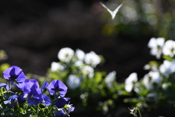 花壇のパンジーの花