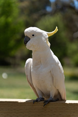 Cockatoo