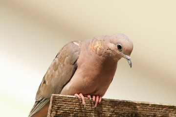 pigeon isolated on white background