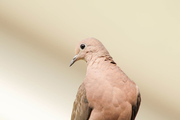 pigeon isolated on white background