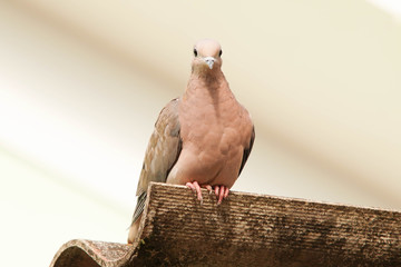pigeon isolated on white background