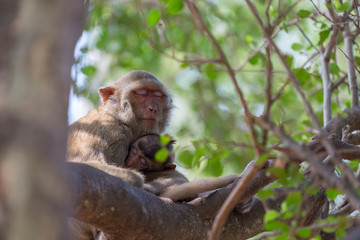 Monkey take a rest on the tree