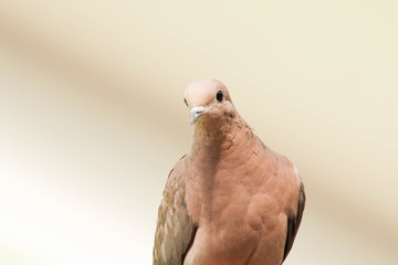 pigeon isolated on white background