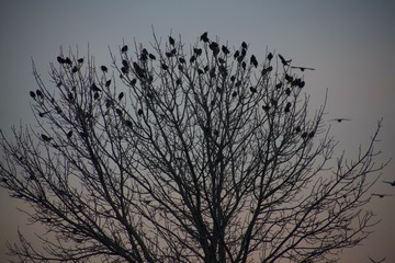 Birds in Flight against the dusky sky