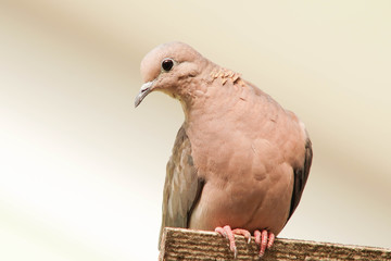 pigeon isolated on white background