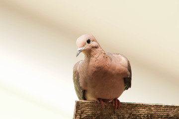 pigeon isolated on white background