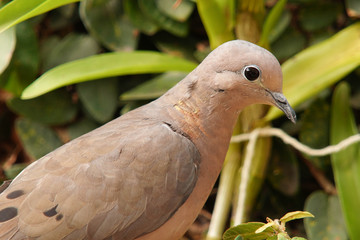 pigeon on the grass