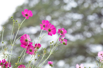 Beautiful soft selective focus pink and white cosmos flowers field with copy space