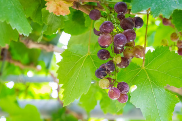 Fresh green grapes on the tree