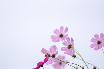 Beautiful soft selective focus pink and white cosmos flowers field with copy space