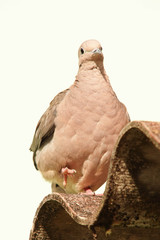 pigeon isolated on white background