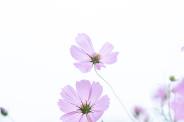 Fototapeta na wymiar Beautiful soft selective focus pink and white cosmos flowers field with copy space