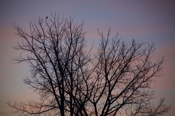 Birds in Flight against the dusky sky