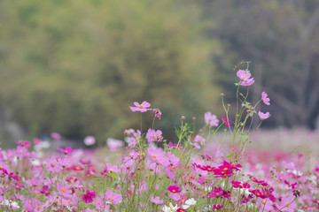 Beautiful soft selective focus pink and white cosmos flowers field with copy space