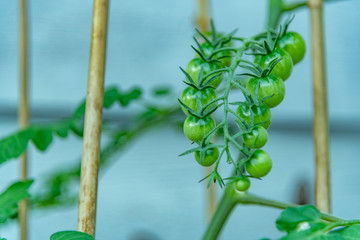 Green cherry tomatoes and tutors landscape