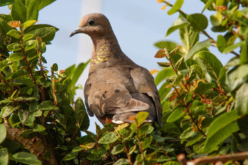 Obraz premium pigeon on the grass
