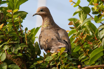 pigeon on the grass
