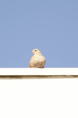 pigeon isolated on blue sky background