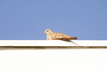 pigeon isolated on blue sky background