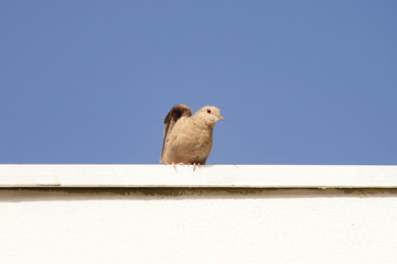 pigeon isolated on blue sky background