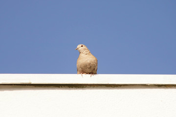 pigeon isolated on blue sky background