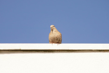 pigeon isolated on white background